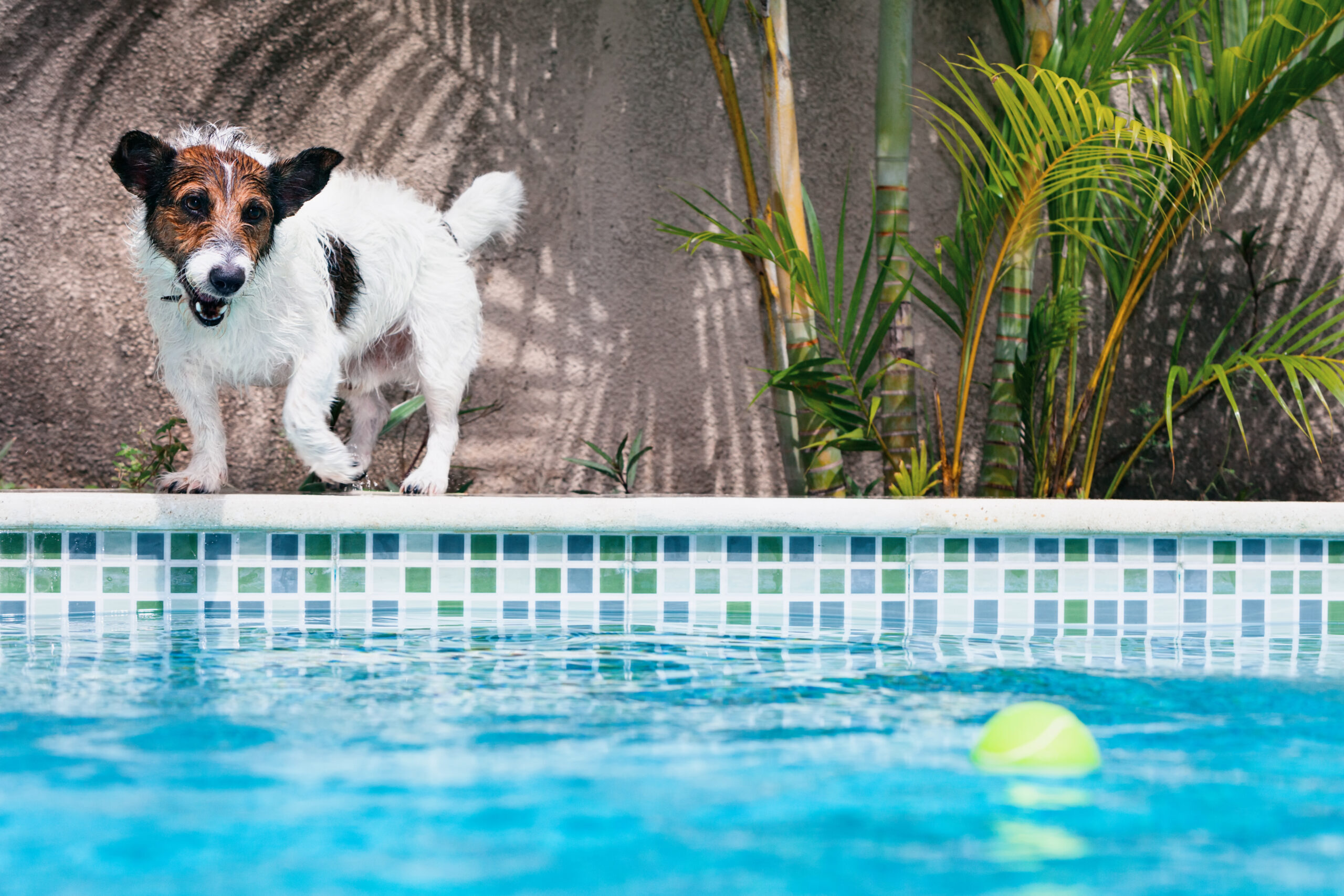 Small dog by pool, happy, owner called for dog poop clean up near me